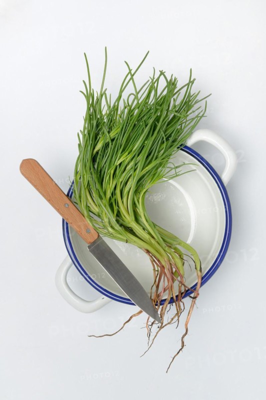 Monk's beard with knife on pot