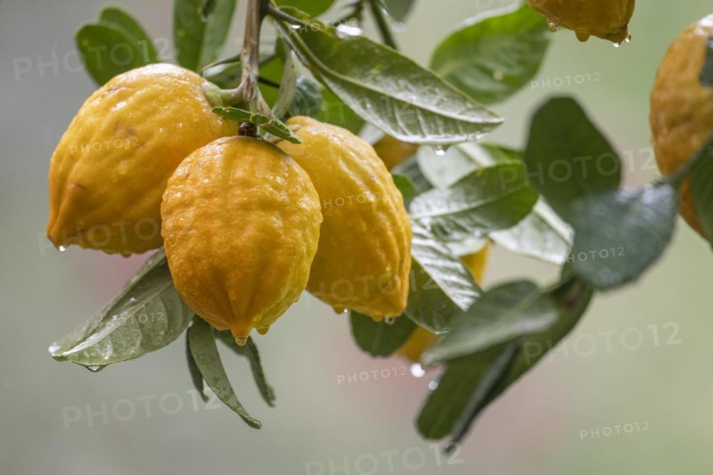 Lemons on a branch