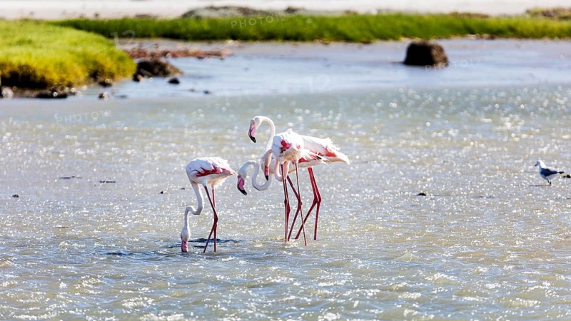 Flamingos