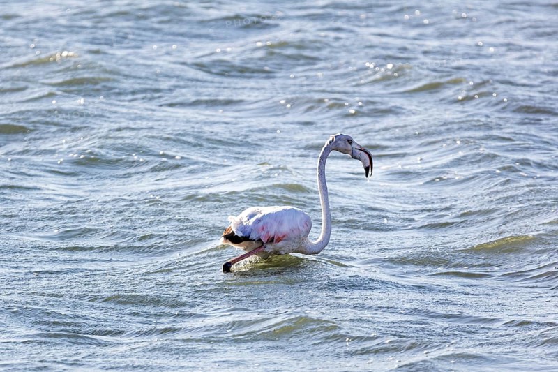 Flamingos