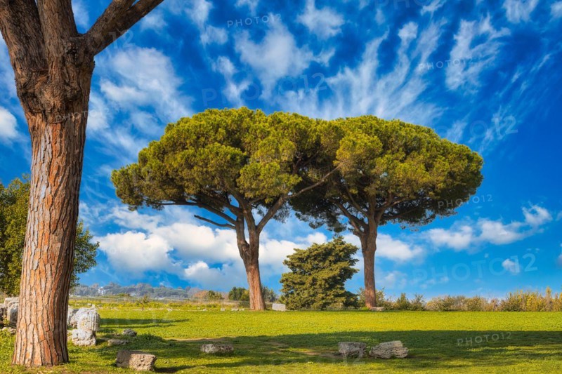 Stone pines