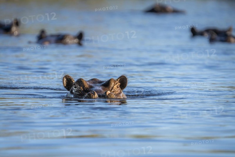 Hippo