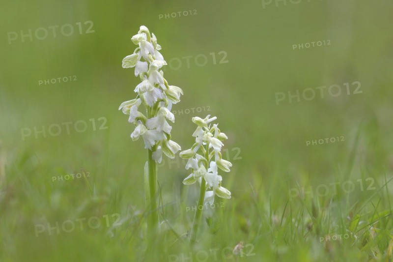 Green-winged orchid
