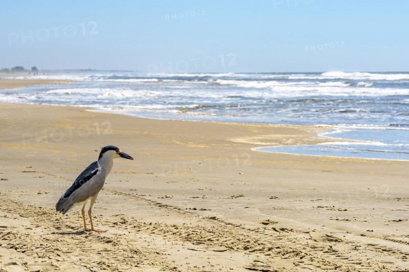 Sea bird perched on the sand of Torres beach