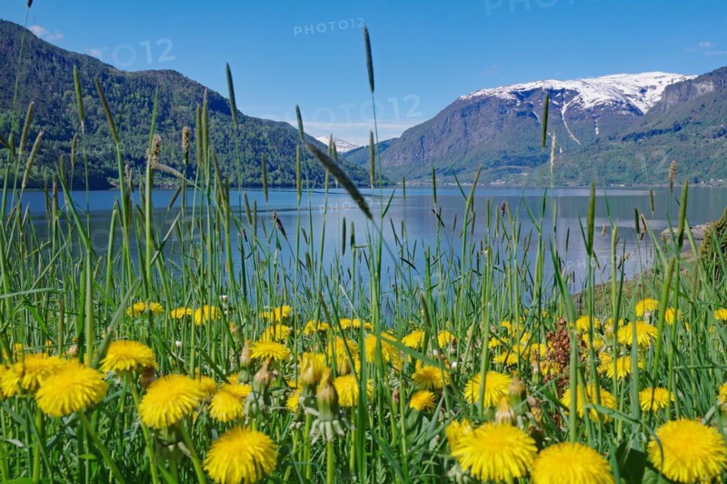 Dandelions in bloom