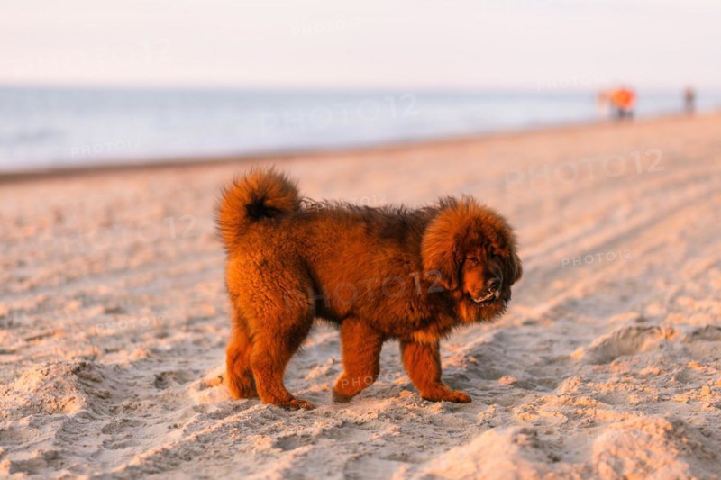Chiwa- red tibetan mastiff puppy on the beach
