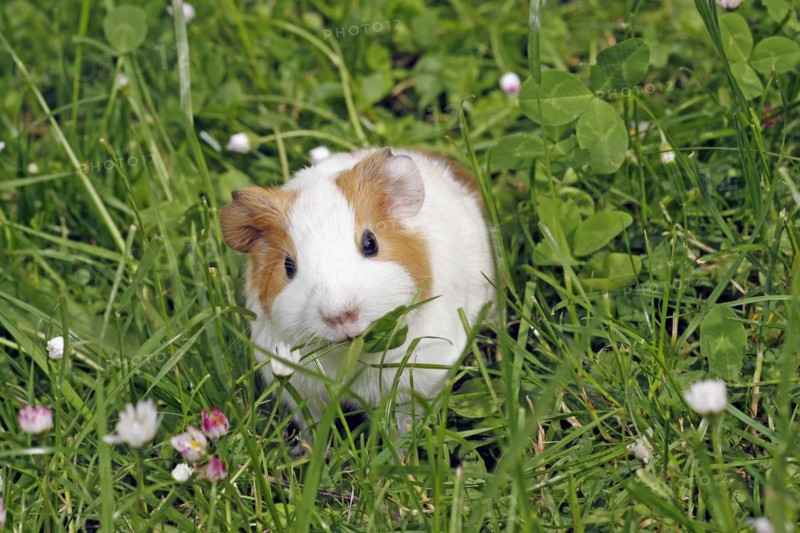 Guinea Pig pigs
