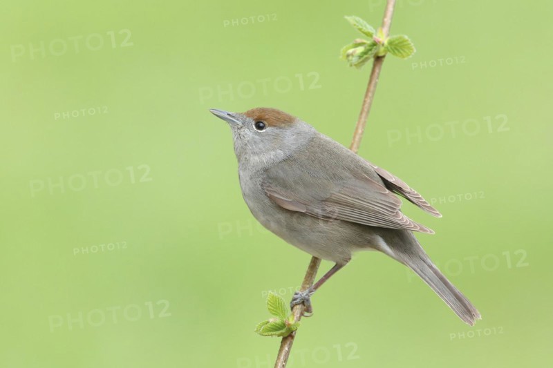 Blackcap