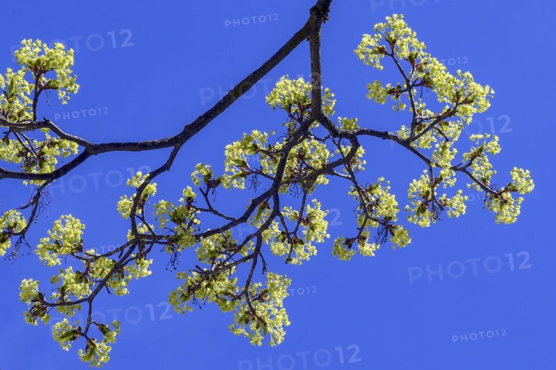 Flowering Norway maple