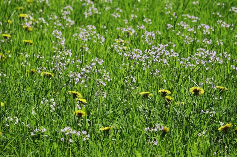 Meadow in spring with dandelion and meadowfoam
