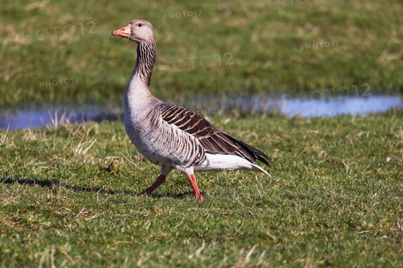 Greylag Goose
