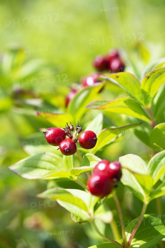 Blossoming rowan berries
