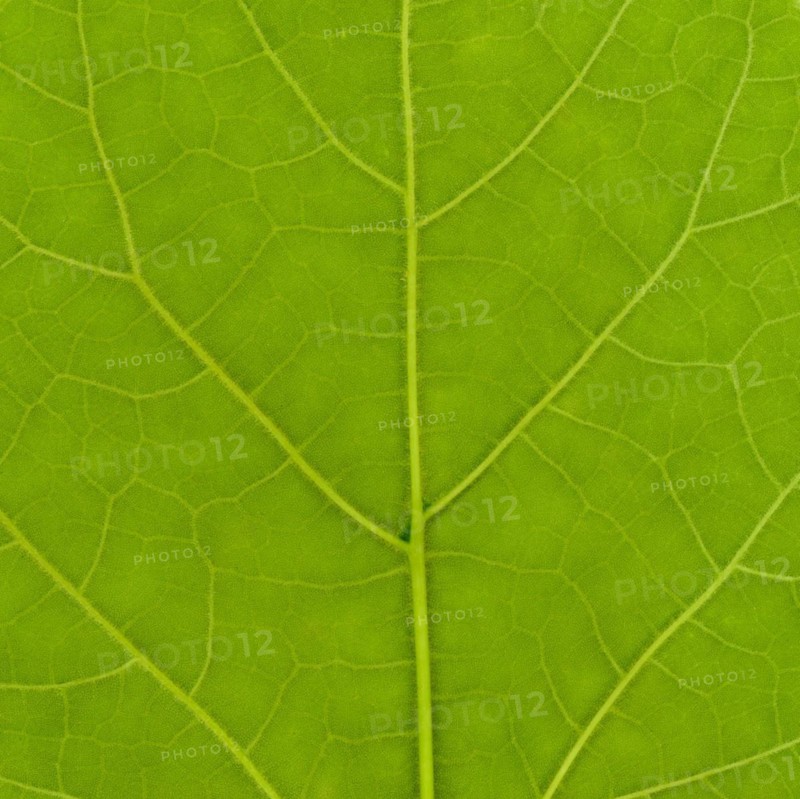 Green leaf texture