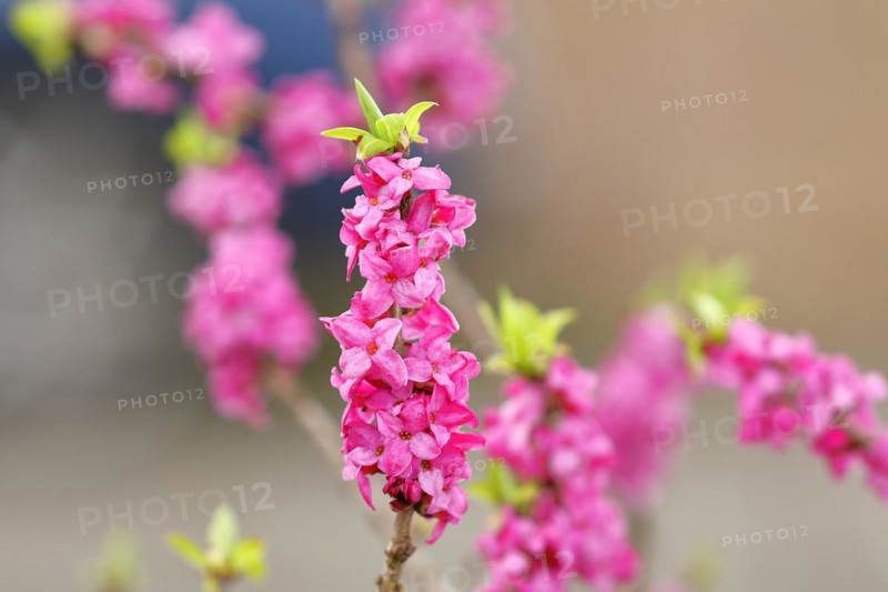 Daphne