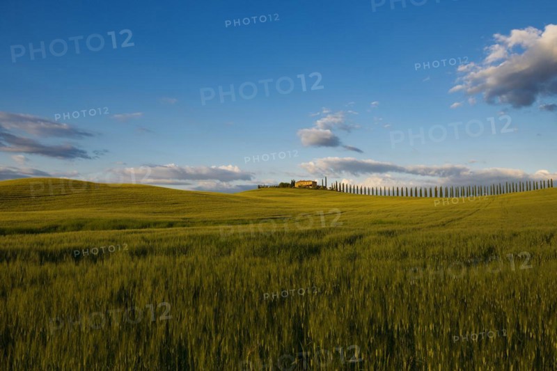 Farmhouse and cypresses