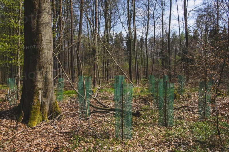 Young pine seedlings with tree guard during afforestation