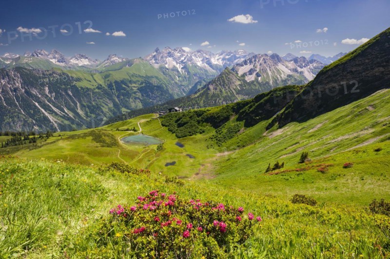 Alpine rose blossom