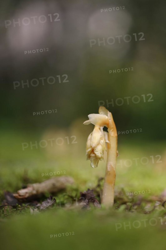 Dutchman's pipe