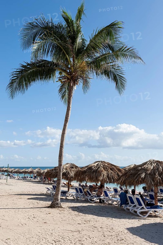 Palm tree