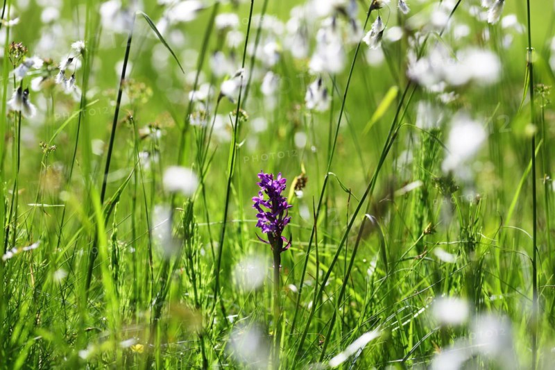 Western marsh orchid