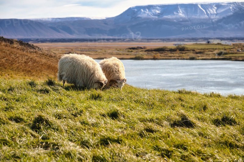 Domestic sheep