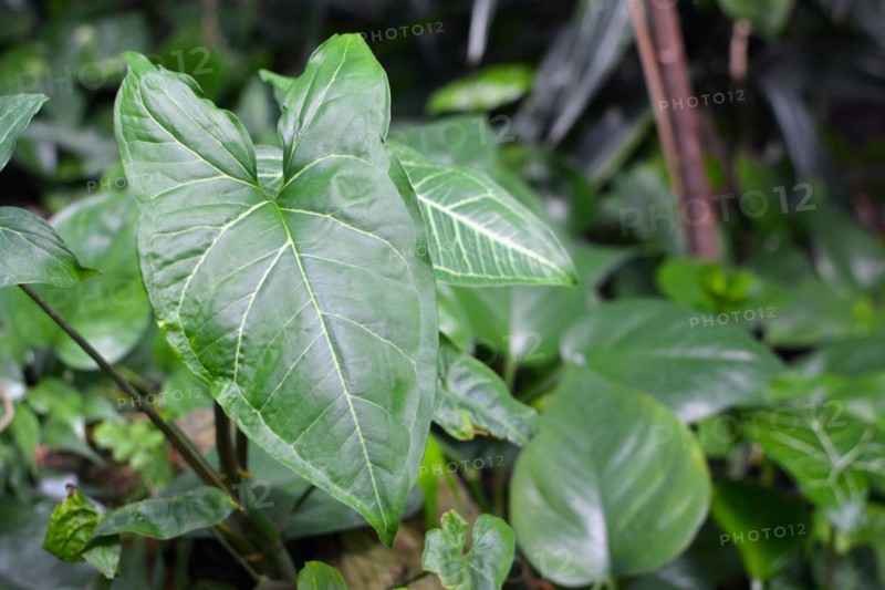Detail of leaf of an exotic 'Syngonium Podophyllum Plumieri' plant
