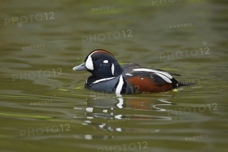 Harlequin duck