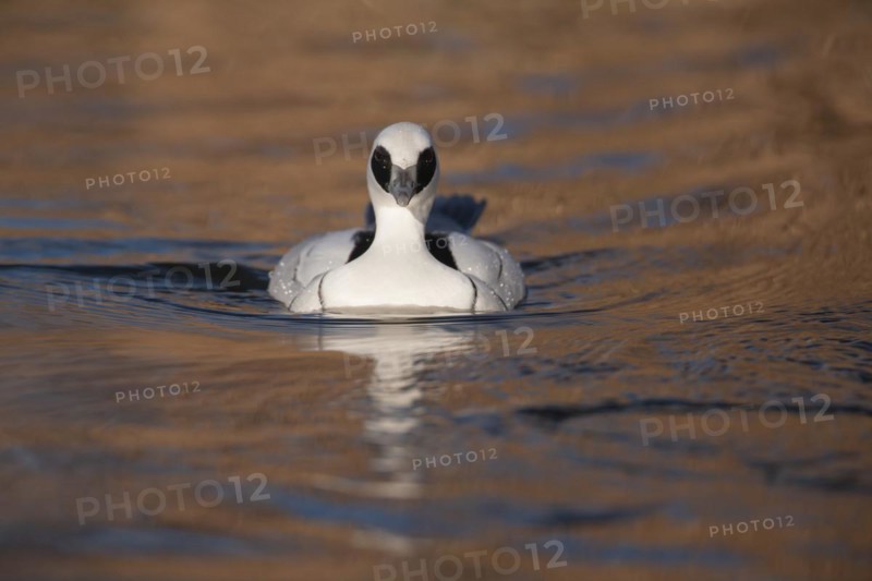 Smew
