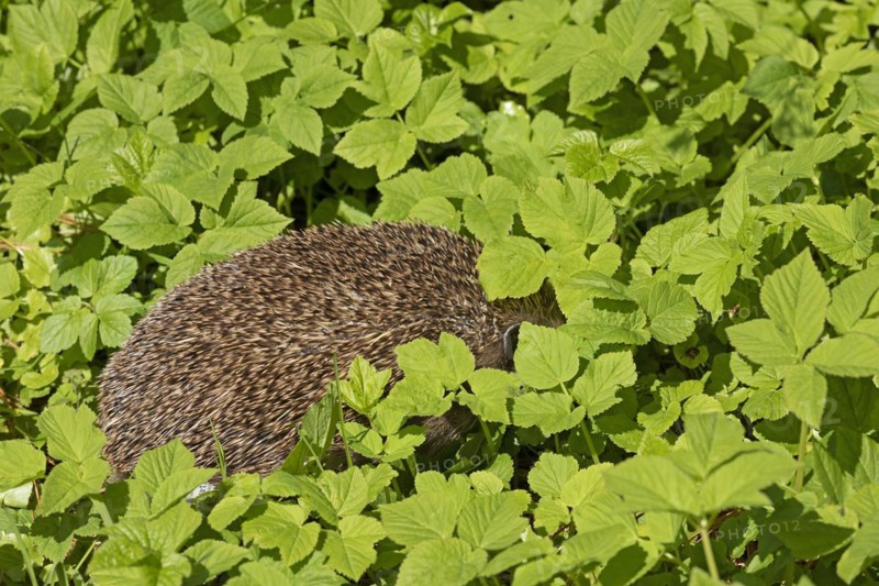 Hedgehog