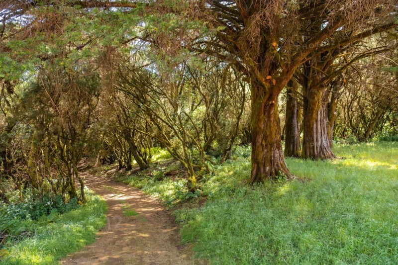 Footpath through laurel forest in a lush green landscape in La Llania on El Hierro