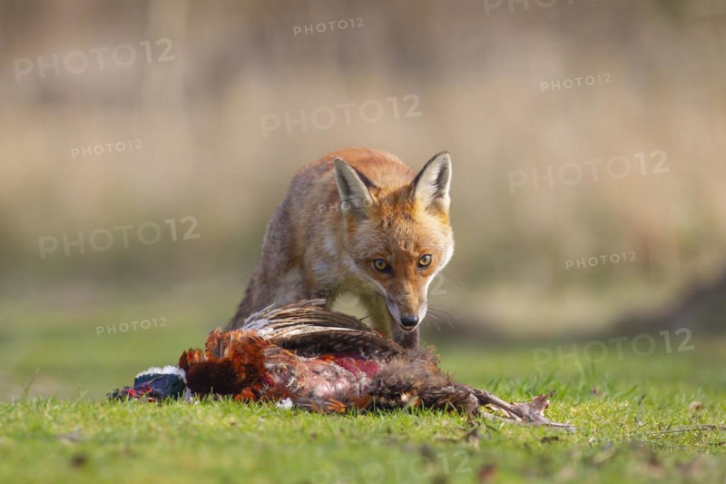 Red fox