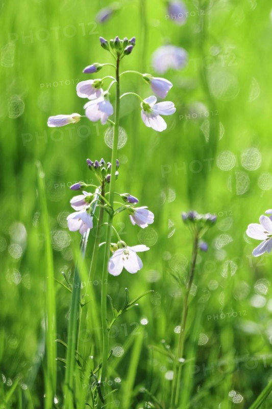 Meadowfoam in spring
