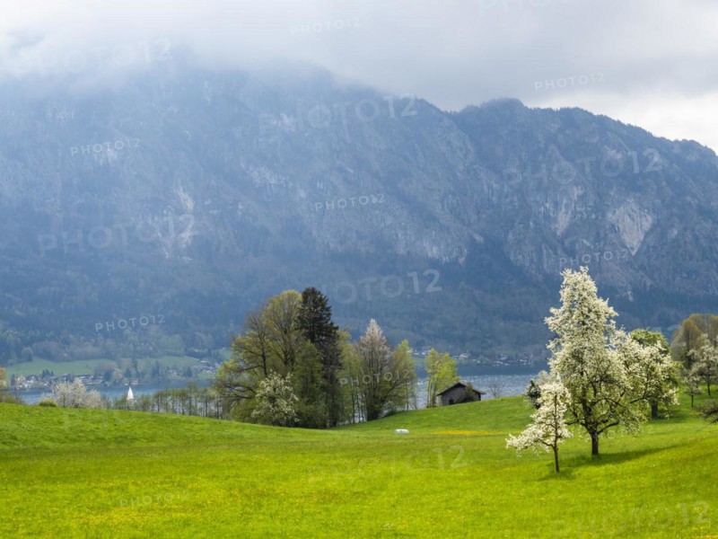 Meadow with blossoming fruit trees