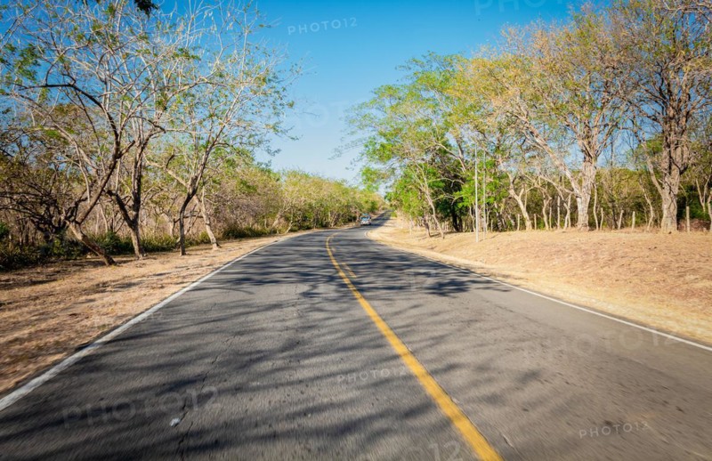 View of a paved road surrounded by trees at sunset. Concrete road surrounded by trees and branches. Asphalt road surrounded by trees with a bus on the road