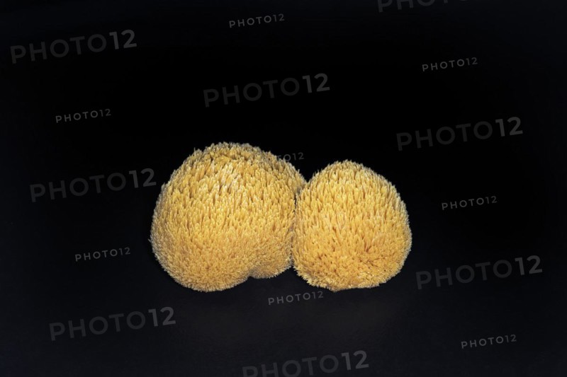 Bearded tooth mushroom