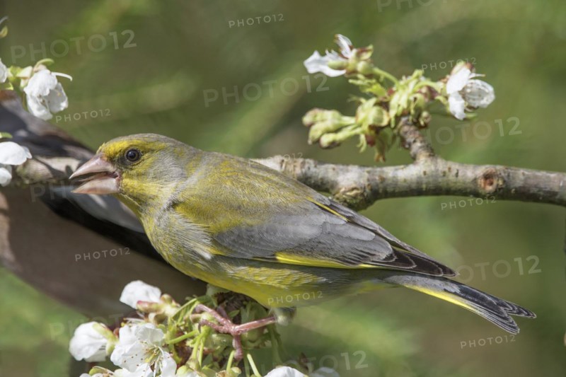 European greenfinch