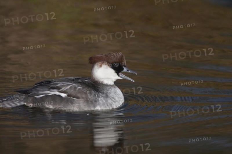 Smew