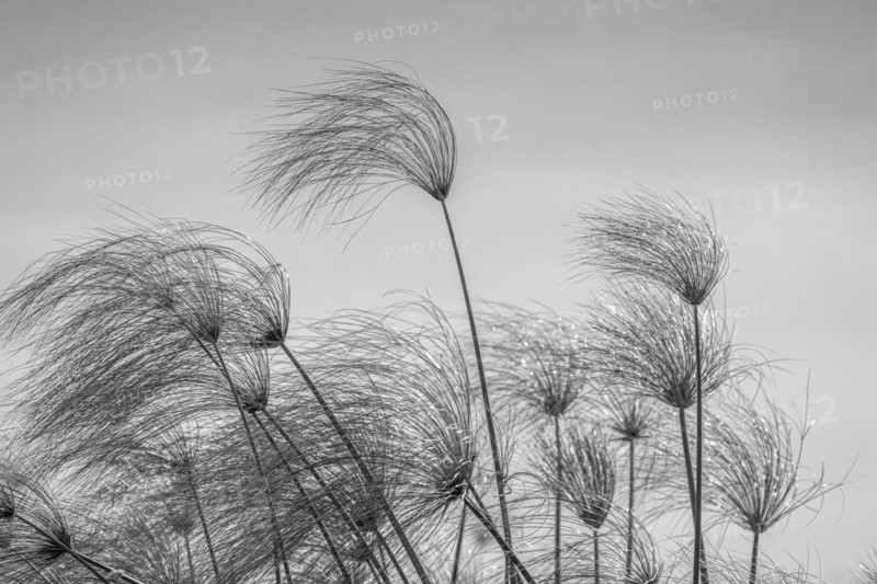 Papyrus plants