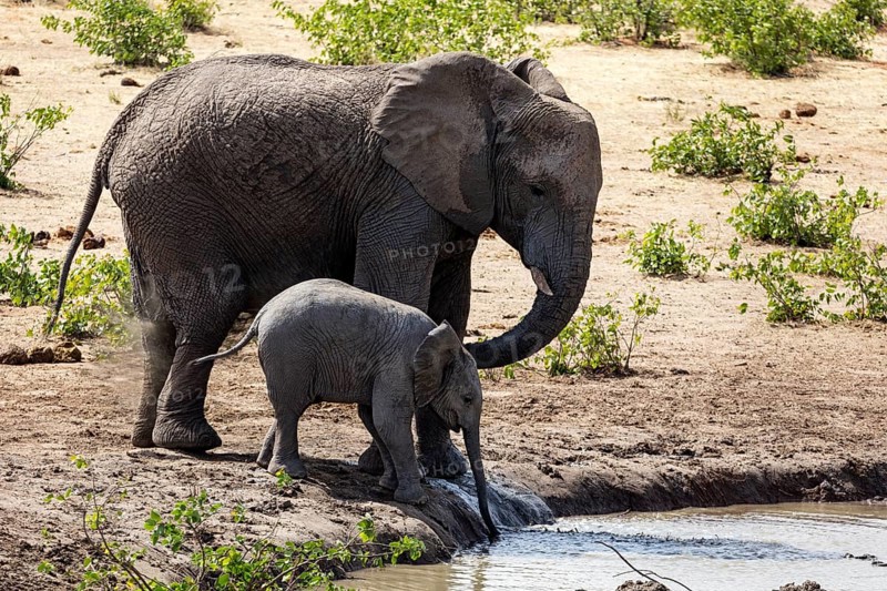 African elephants