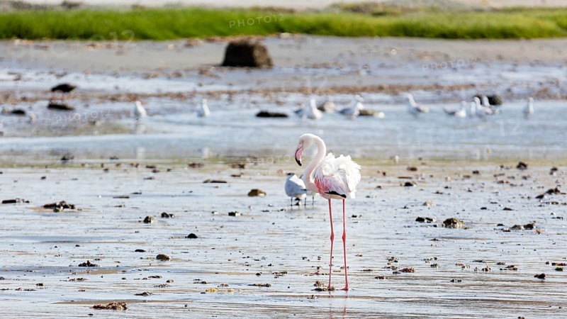 Flamingos