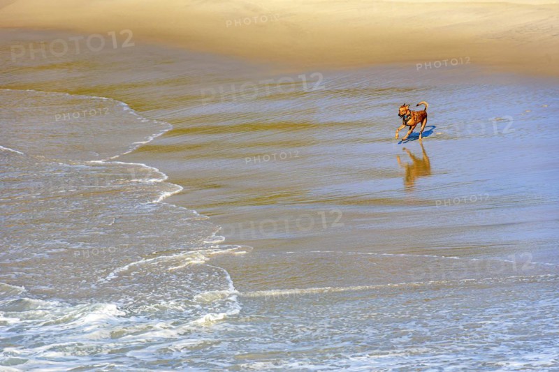 Dog running and playing in the sand and water of the beach in the morning in Ipanema