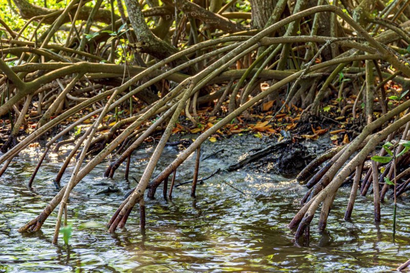 Dense vegetation in the tropical mangrove forest with its roots meeting the sea water with the rivers and lakes of Brazil