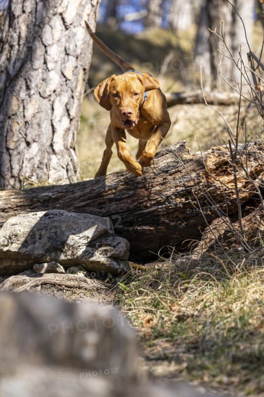 Roevidszoru Magyar Vizsla