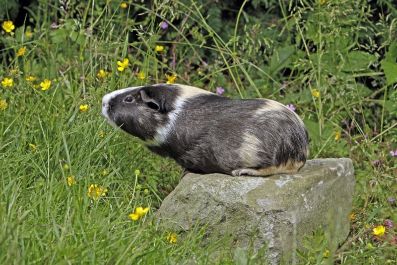 Guinea Pig pigs
