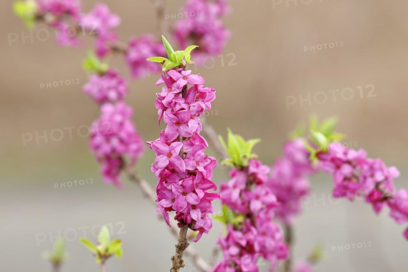 Daphne
