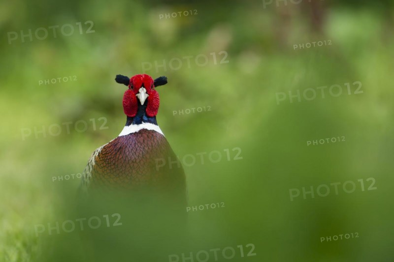 Common pheasant