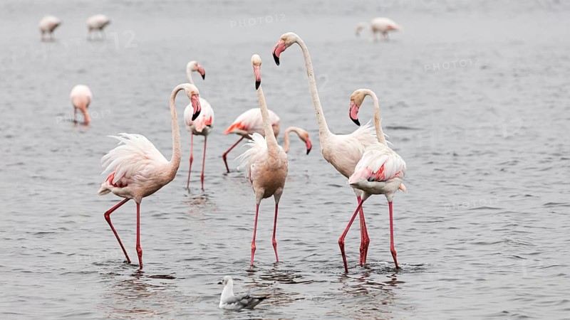 Flamingos