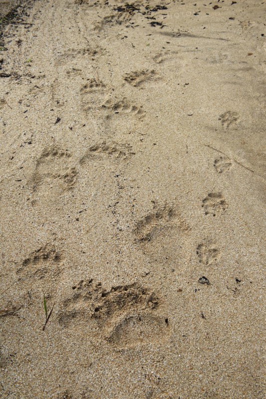 Bear tracks in Kukak Bay