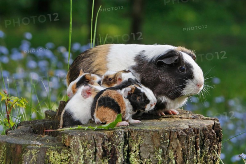 Guinea Pig pigs