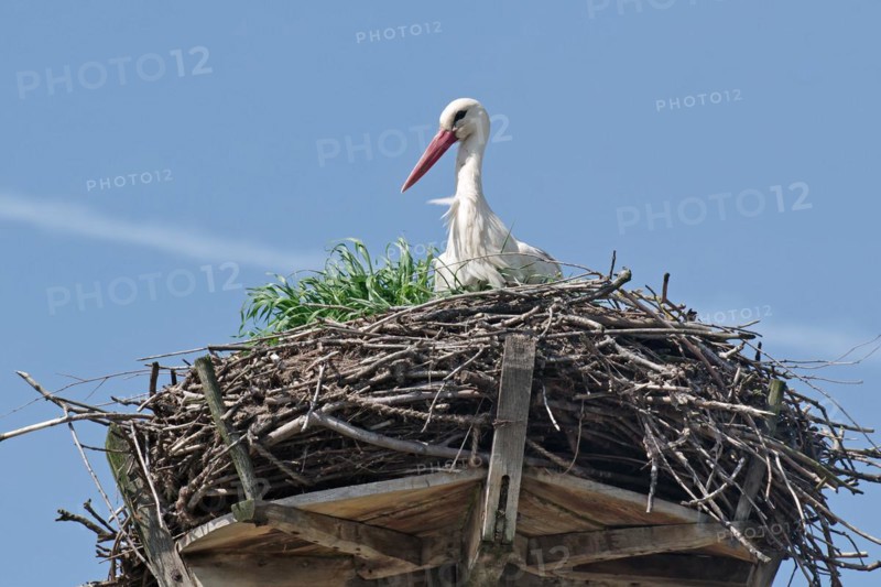 Stork on eyrie